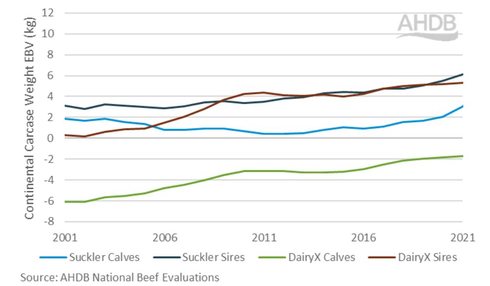 Graph illustrating Continental carcase weight EBV 2001-2021